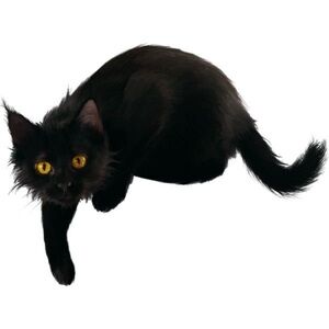 Meet your Posher, Amaya